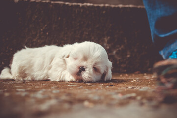 Fluffy white puppy sweetly sleeping outdoors, dreaming of playful adventures