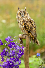 Long-eared owl, Scientific name: Asio otus, close up portrait of a Long-eared owl perched on a garden spade in colourful wildflower meadow.  Facing front. Vertical.  Copy space