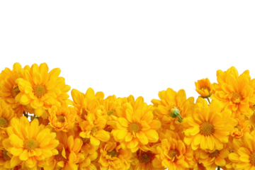 yellow flowers border isolated on transparent