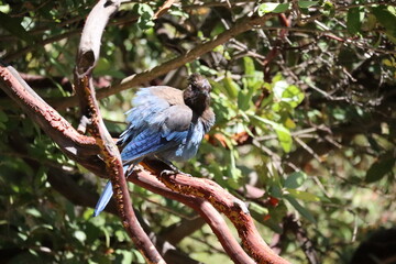 Steller's Jay with fluffing feathers standing on a brunch 
