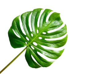 Leaf of tropical monstera plant on white background png file, Flat lay, top view with space for text