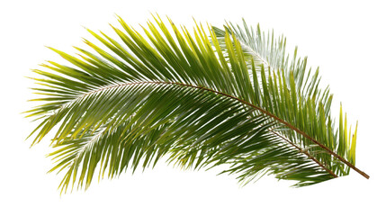 Fototapeta premium Natural green palm leaf isolated on white background. Tropical coconut palm branches with shadow. Evergreen plant foliage, clip art for summer design elements, cut out