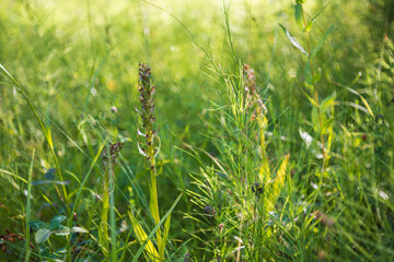 Flooded quarry with wetland. Flora and fauna. Beautiful flowers in the meadow