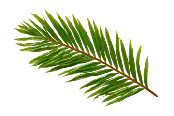 Realistic shadows of palm leaves isolated on white background. Decorative design elements for Summer Season. Vector transparent palm leaf shadow. Creative overlay effect for mockups