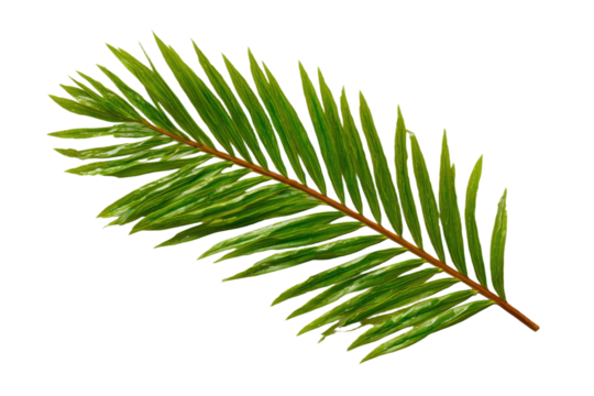 Realistic shadows of palm leaves isolated on white background. Decorative design elements for Summer Season. Vector transparent palm leaf shadow. Creative overlay effect for mockups