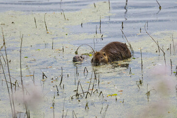 Nutria with young swimming in lake among reeds, small nutria and parent among reeds, brown fur of nutria, blue lake, sunny day and rodent in pond, Myocastor coypus
