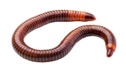worm isolated on white background