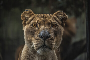 Powerful lioness with a captivating, intense gaze and piercing orange eyes