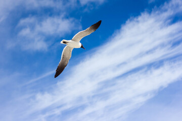 Graceful seagull soaring through a vibrant blue sky with wispy clouds