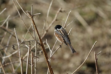 the beautiful male reed bunting (Emberiza schoeniclus)