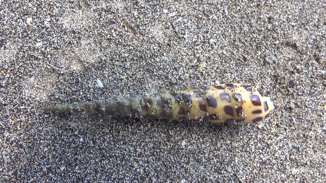 Gastropod mollusk from Sulawesi sea., Sulawesi island. Probably Terebra subulata