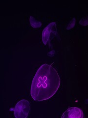 Beautiful jellyfish in the neon light in aquarium.