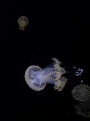 Obraz premium Beautiful jellyfish in the neon light in aquarium.