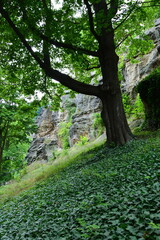 A massive, ancient tree with sprawling branches grows on a steep hillside covered in ivy, with a rugged rock cliff in the background