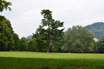 A majestic, uniquely shaped pine tree stands as a centerpiece in a vast, manicured park lawn, with forested hills behind