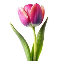 Naklejka premium Single Tulip Stem Pink Isolated on White Background