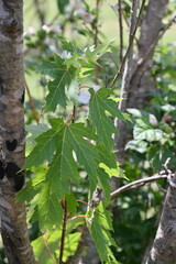 Maple Tree Leaf
