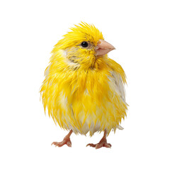 Png of adorable yellow canary bird standing isolated on transparent background, showcasing its vibrant plumage and charming demeanor in a captivating studio shot