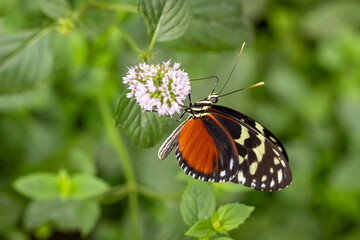 Colorful butterfly Heliconius hecale sitting on a leaf.
