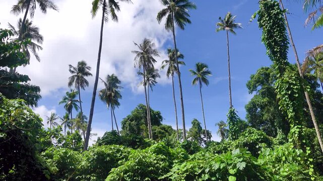 Areca palms, pinang (Areca catechu) in a rain forest covered with vines. North Sulawesi, Bunaken island, Indonesia