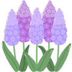 Purple hyacinth flowers illustration