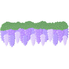 purple wisteria flowers illustration 
