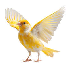 Obraz premium Png of beautiful yellow canary bird with open wings isolated on transparent background, showcasing its vibrant feathers and delicate features