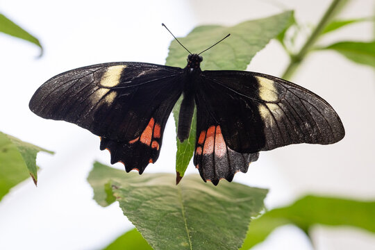 Wonderful butterfly Parides arcas in exotic forest in summer.