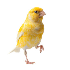 Obraz premium Png of a vibrant yellow canary stands gracefully on a transparent background, its feathers gleaming in the light, isolated on transparent background