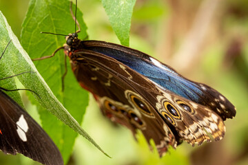 Rare butterfly Morpho peleides in tropical forest on leaf.