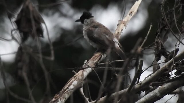 blackbird on a branch