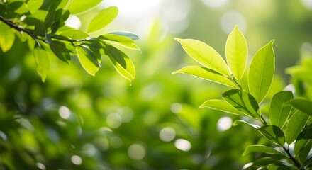 Obraz premium Vibrant Green Leaves in Sunlight, Lush Foliage Close-up.