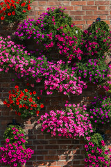 Hanging Petunias on Brick Wall — Vibrant Vertical Garden Background