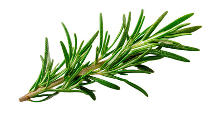 Fototapeta premium A green leafy plant with a stem
