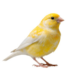 Png of full body shot of a yellow canary bird isolated on transparent background, showcasing its vibrant feathers and delicate features in a studio setting