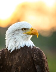 Bald eagle portrait at sunset (2)