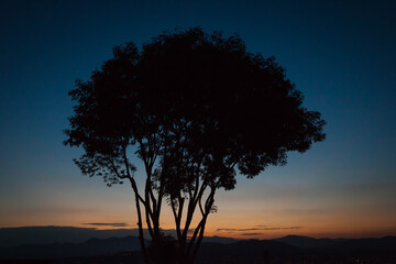 Tree Silhouette at Sunrise
