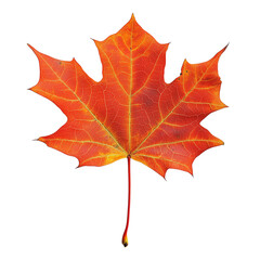 Obraz premium A leaf of a tree is shown in full color