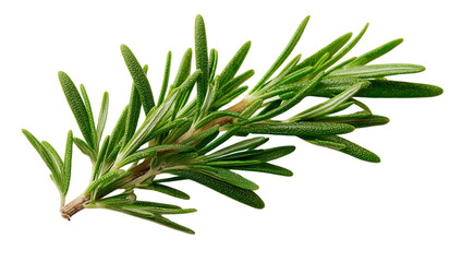 Fototapeta premium A green leafy plant with a stem