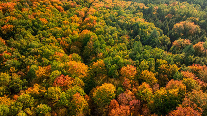 Aerial view of colorful autumn forest in a sunny day.