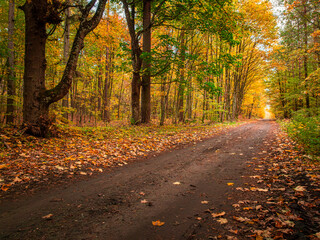 Fototapeta premium Autumn path through leafy forest. Aerial view of wildlife, Poland