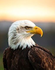 Obraz premium Bald eagle portrait at sunset