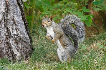 Naklejka premium Cute squirrel standing by a tree.