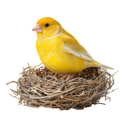 Png of a vibrant yellow canary perched gracefully in its nest isolated on transparent background, displaying its beautiful feathers and calm expression