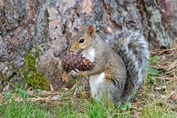   Cute squirrel eats pine cone seeds.