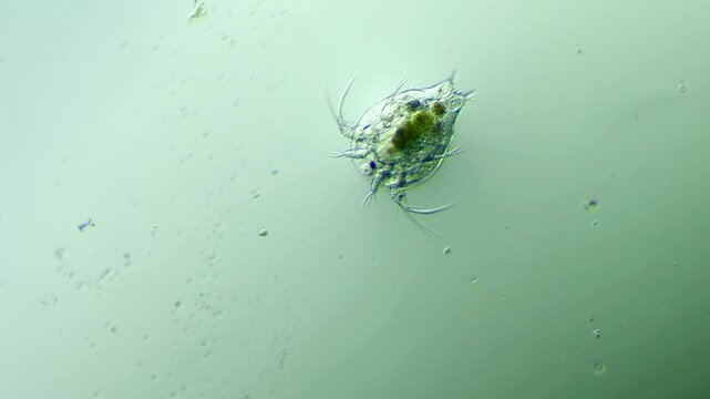 Crustacean Copepod Larva under Microscope at 100x Magnification