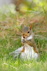  Small furry squirrel in the grass.