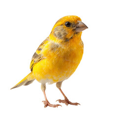 Png of charming yellow canary bird standing isolated on transparent background, showcasing its vibrant plumage and endearing gaze in a studio environment