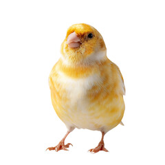 Png of charming yellow canary bird isolated on transparent background, showcasing its soft plumage and endearing expression in a studio setting