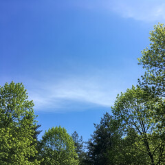 trees and blue sky